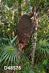 Nasutitermes rippertii